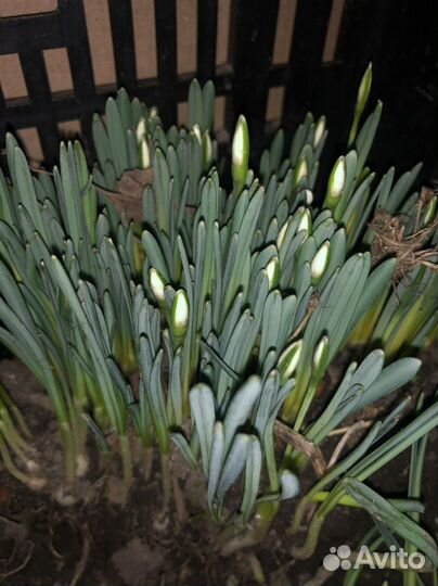 Подснежники махровые луковицы