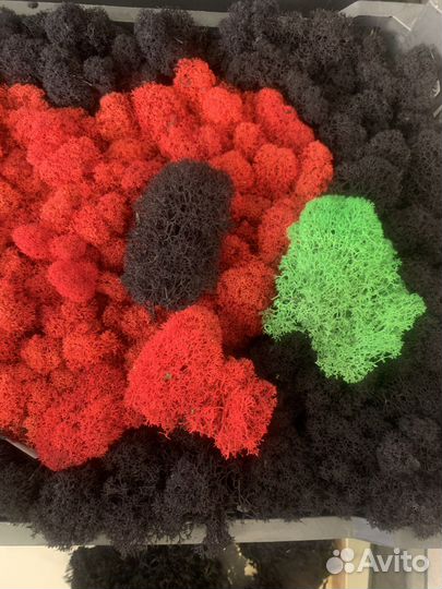 Мох опт сырье для стабилизации