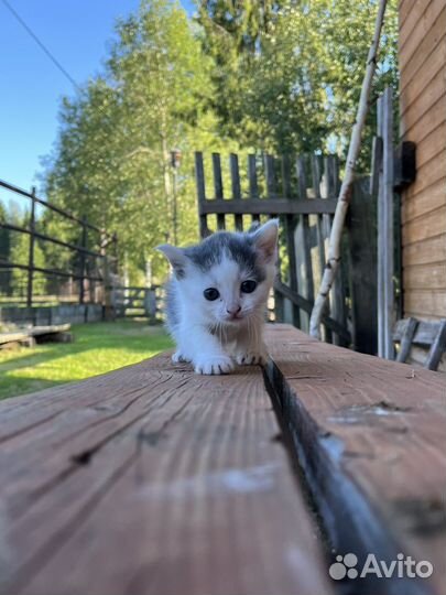 Отдам трех котят бесплатно