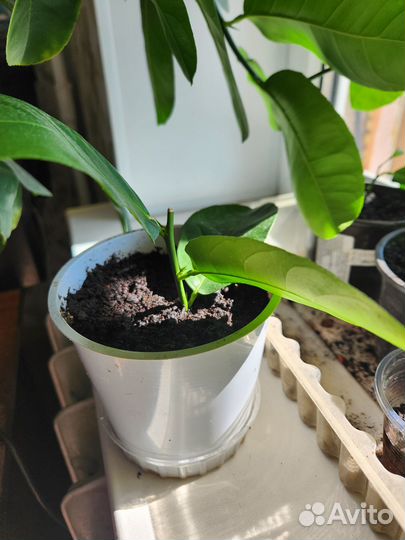 Черенки лимона - Цитрон