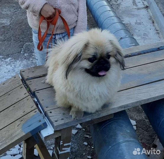 Вязка пекинес