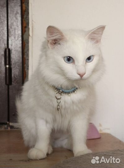 Голубоглазая кошка