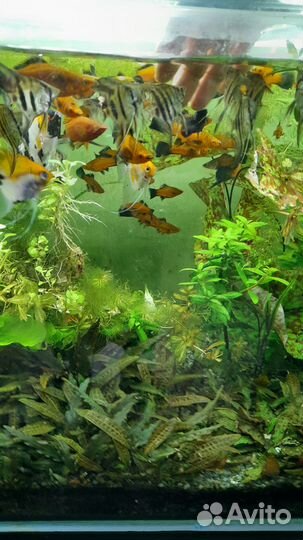 Аквариумные рыбки