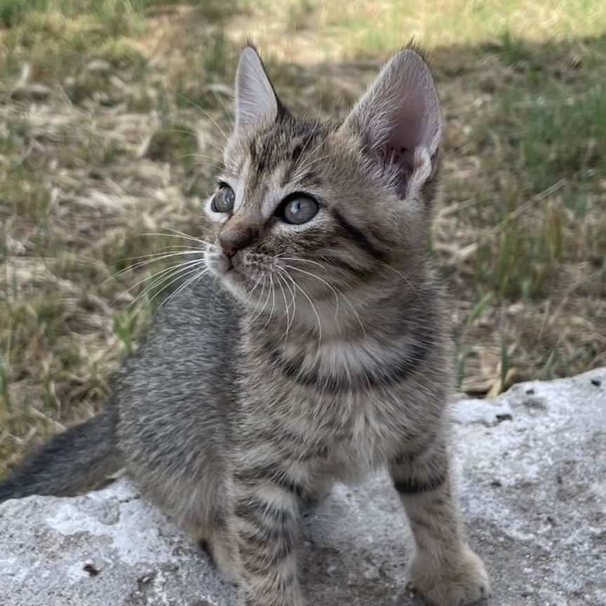 Котята в надежные добрые руки