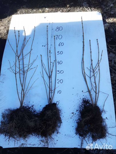 Сирень обыкновенная