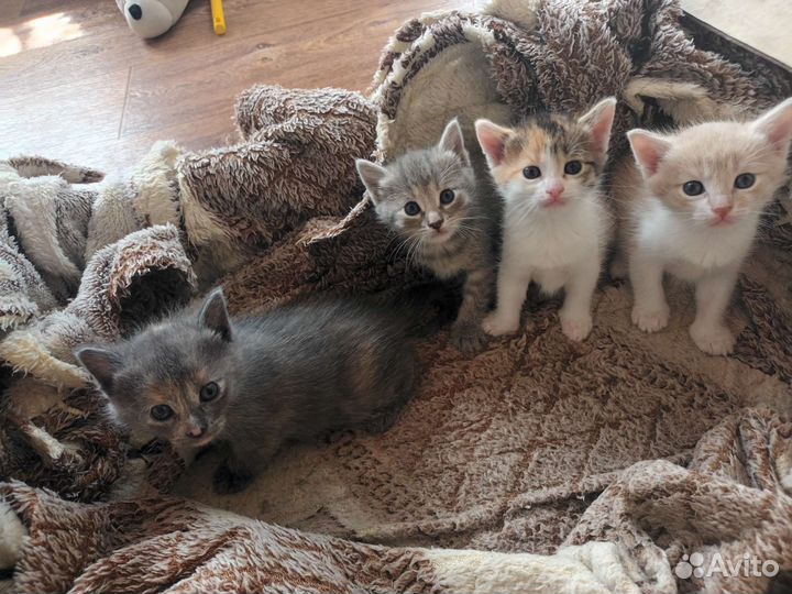 Отдам котят в добрые руки