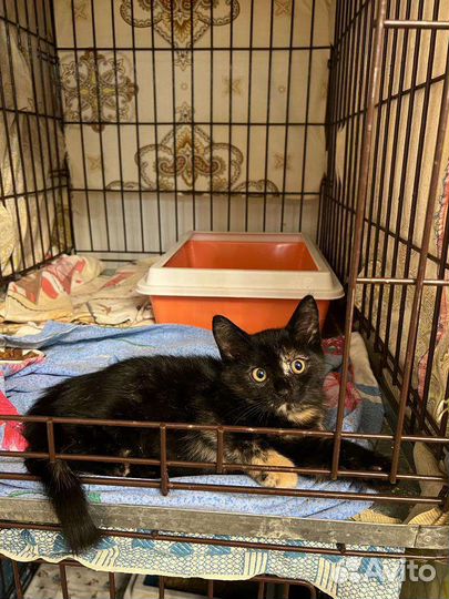 Кошечка в добрые руки