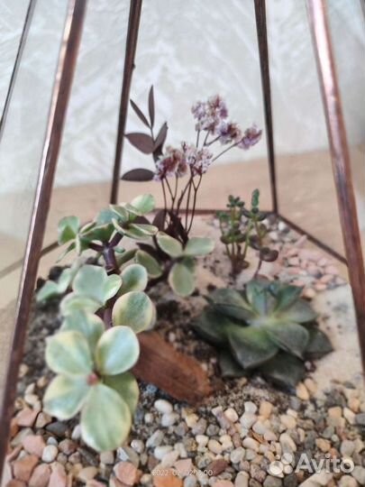 Флорариум, подарок на 14 февраля