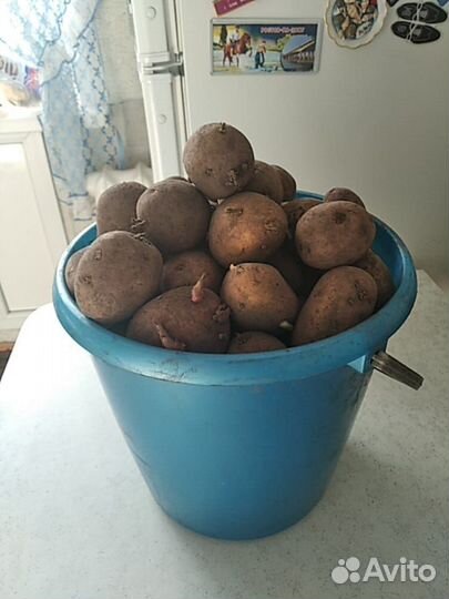 Семенной картофель