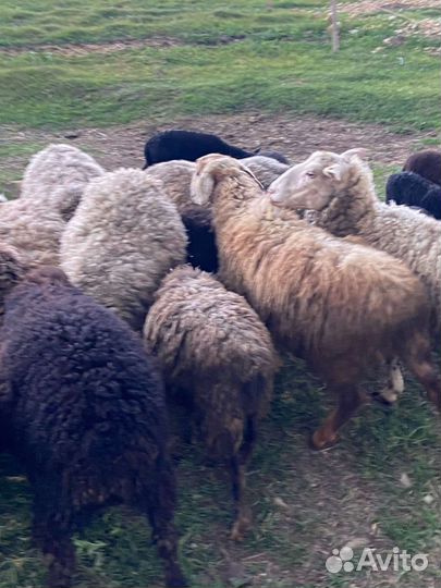 Овцы бараны ягнята