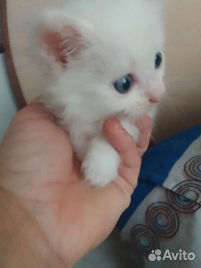 Котята Сибирской кошки