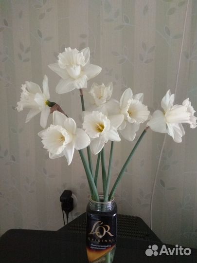 Нарциссы