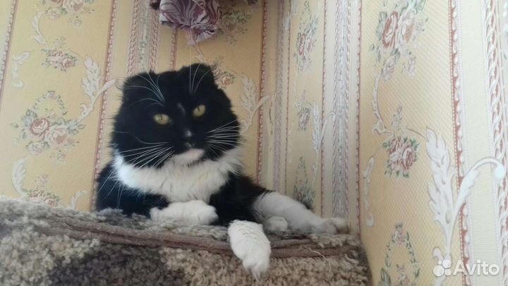 Найден котик