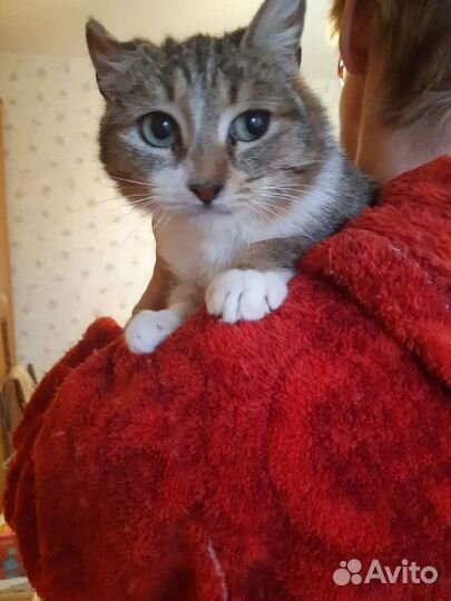 Кошка