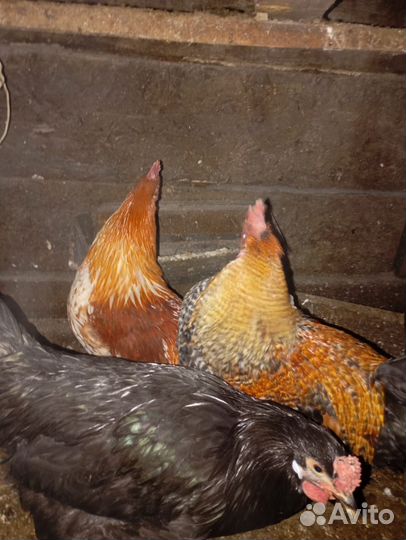 Куры домашние