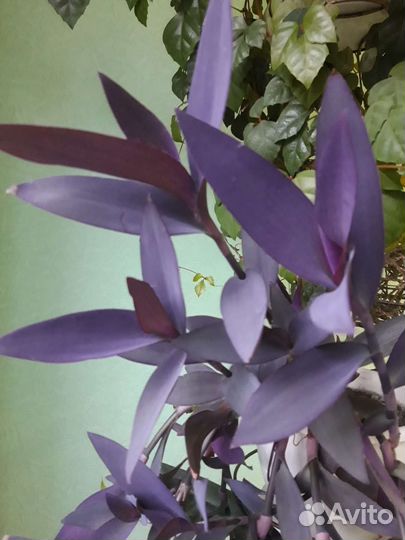 Традесканция пурпурная