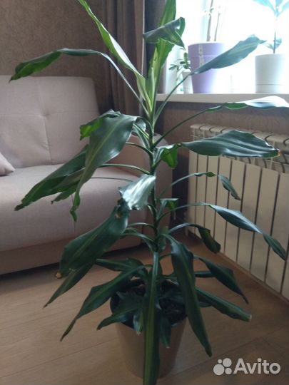 Комнатные цветы