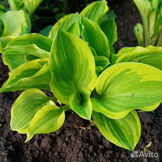 Многолетники для сада, хоста