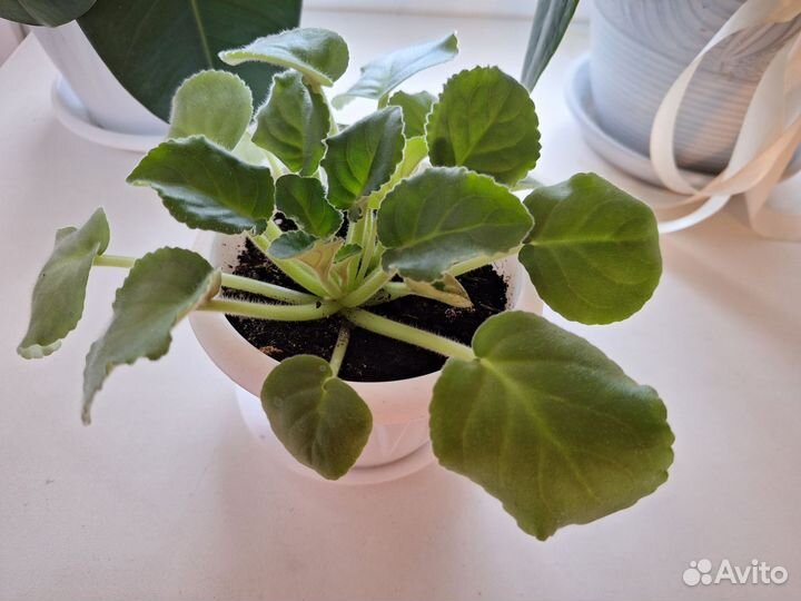 Фиалка белая