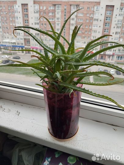 Алоэ