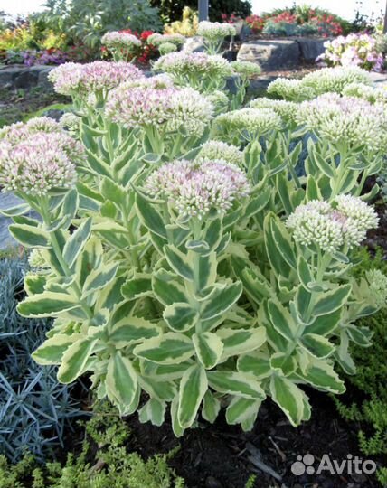 Садовые многолетние растения