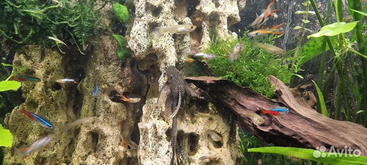 Гуппи эндлера