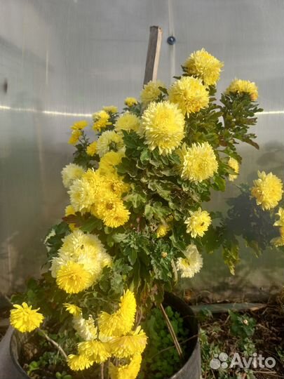 Продам хризантемы (уличные)