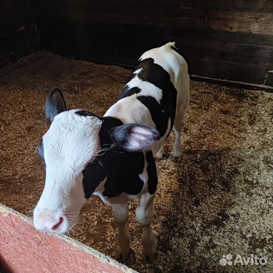 Корова дойная с теленком