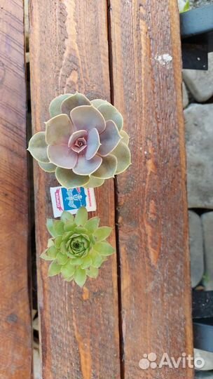 Обменяюсь цветами. на любые комнатные или садовые