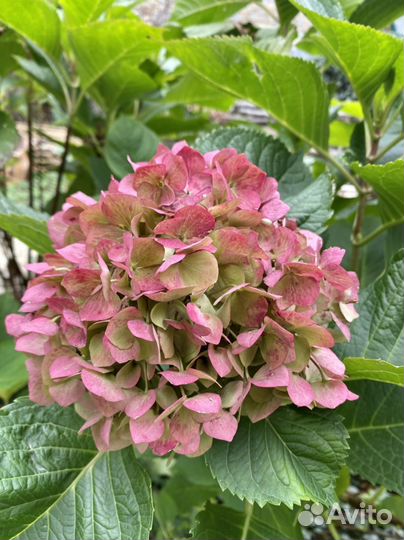 Гортензия куст
