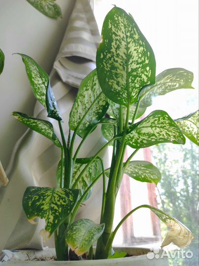 Диффенбахия 20см, 30см, 50см, 110см