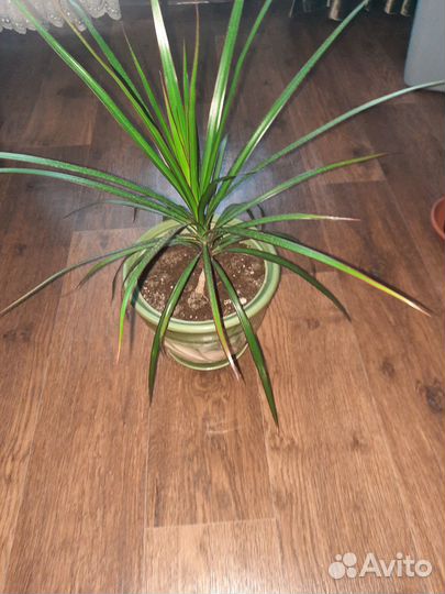 Комнатные цветы