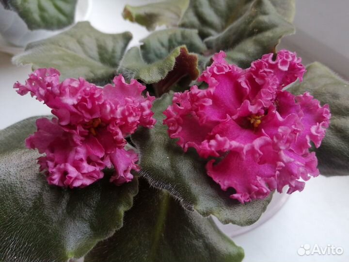 Фиалочки - это улыбки лета