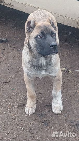 Собаки щенок