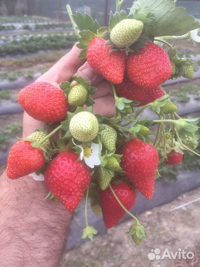 Кассетная рассада