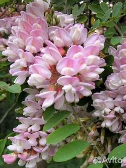 Робиния розовая клейкая