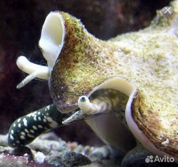 Моллюски для Морского аквариума