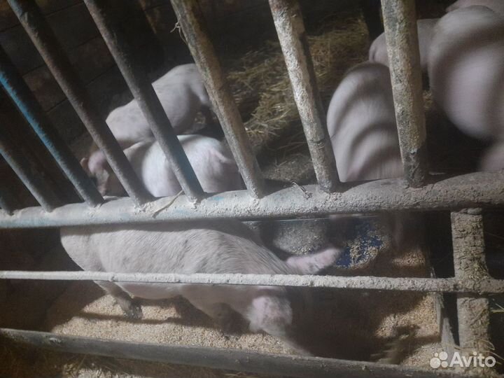 Поросята породы см 1