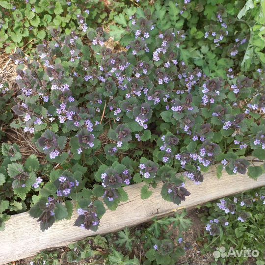 Почвопокровник