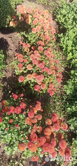 Хризантемы мультифлора