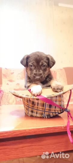 Милые щенки