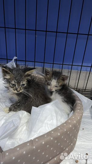 Котятам нужен дом, передержка и помощь