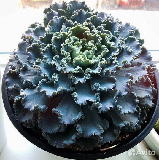 Суккулент Эхеверия 'Шавиана'