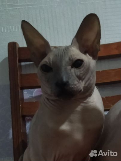 Кот ищет кошку