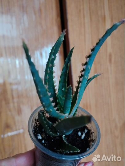 Суккуленты