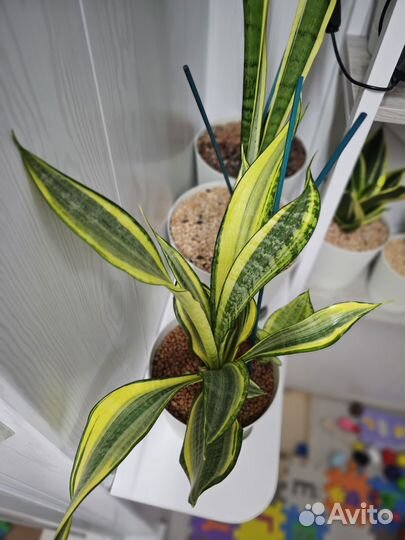 Сансевиерия Голден баннер