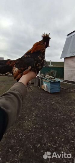 Петухи павловские