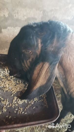 Нубийские козы