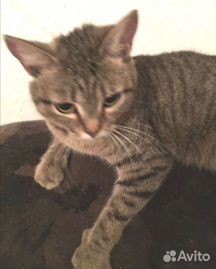 Отдам красивых кошечек