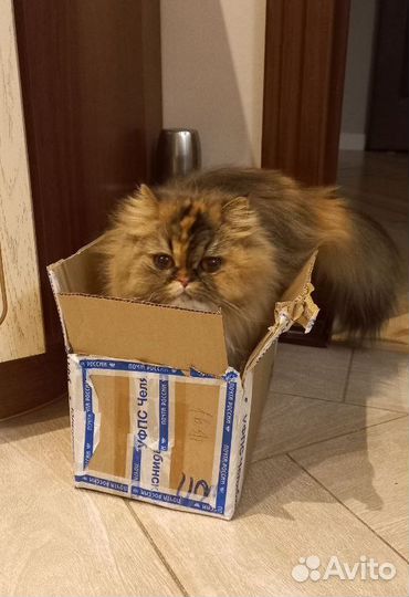 Персидская принцесса в дар